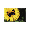 Butterfly Smile Postcard